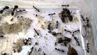 Camponotus singularis  Open view [upl. by Ahsile587]