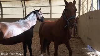 Thoroughbred Horse Breed Successful Horse Breed Tyt Equestrian [upl. by Admama684]