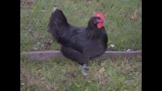 Australorps schwarz Australorp black Australorp noir Exposition Avicole VillageNeuf 2013 [upl. by Aerehs121]