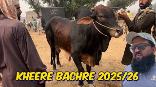 Aaj Mandi mein Acha mall 2025  sahiwal cholistani Kheere bachre  Lahore cow Mandi [upl. by Nwahsad]