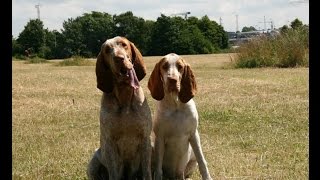 Bracco Italiano  Olasz vizsla [upl. by Lucilia398]