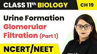 Urine Formation  Glomerular Filtration Part 1  Class 11 BiologyNEETAIIMS [upl. by Melessa]