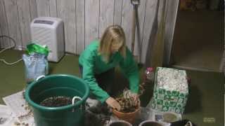 How to Overwinter Geraniums [upl. by Asirral]