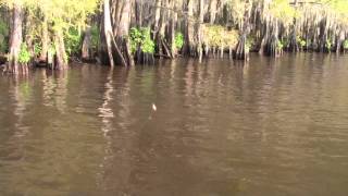 Brim Fishing Caddo [upl. by Dnalhsa]