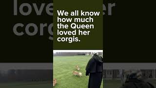 How Queen Elizabeth IIs love of corgis began [upl. by Belda]