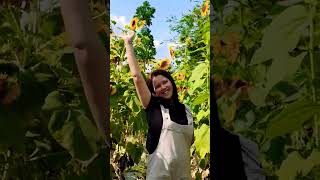 sunflowerfarm fyp shortsvideo trending viral travel [upl. by Adilen]