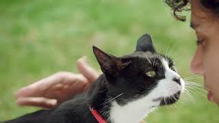 NexGard SPECTRA® SpotOn for Cats Parasite Protection 30quot  Lets go TV Commercial [upl. by Buke]