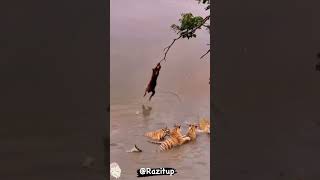 Monkey jumps to the water between the tigers wow… [upl. by Derrik]