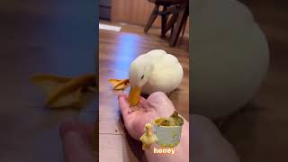 This Parrot’s Moves Will Make You LOL 🤣🦜 funny pets birds parrot [upl. by Ahsetra]