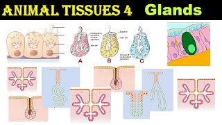 Glands amp its Classification  Merocrine  Apocrine  Holocrine  Animal Tissues  Part 4 [upl. by Nichani]