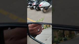 A Mantis on the rear view mirror of my Bike  shorts insects mantis bengaluru [upl. by Hasty173]