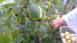 Harvesting Plum variety Reine Claude DeOee [upl. by Eneryc]