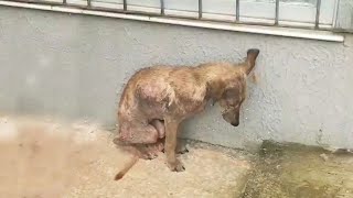 Little Puppy was found on the Street in Critical State of Malnutrition [upl. by Nihahs188]