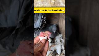 Anda tod kr bacha nikala🐣 petlover minivlog pigeonvlogger kabutar kabutarvlog fancypigeon [upl. by Sidnak]