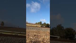 Southbound Amtrak train 790 passing through Ventura with 6905 leading railfanner amtrak ventura [upl. by Arramas668]