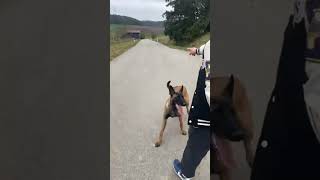 malinois belgianmalinoisdog foryou k9 foryoupage shorts shortvideo fypシ゚viral viralshorts [upl. by Anitan]