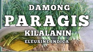 NAKAKAMANGHANG BENEPISYO AT GAMIT NG PARAGIS “ELEUSINE INDICA” BENEFITS AND USES paragisbenefits [upl. by Akimit319]