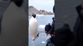 Penguin Ninja Attack Penguin UFC [upl. by Salohcim27]