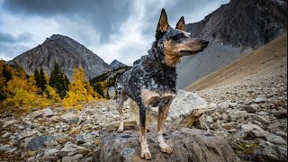 Australian shepherd Blue heeler mix  Texas Heeler  14 Facts [upl. by Cartwell]