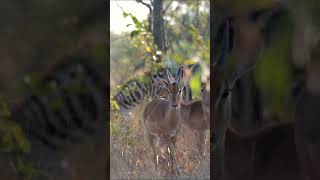 Zebra and Springboks at Kruger National Park South Africa [upl. by Eugor238]