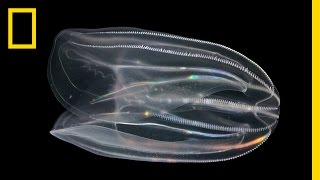 What are Comb Jellies and Why is Their Poop Important  National Geographic [upl. by Laen755]