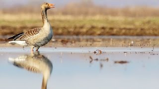 Greylag Goose birds in spring [upl. by Gaal]