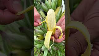 Florida Variegated Banana Harvest 🍌Started from a small pup 🌱 [upl. by Nazler960]