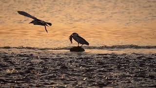 Black crowned night heron uses tricks to hunt [upl. by Garlinda]