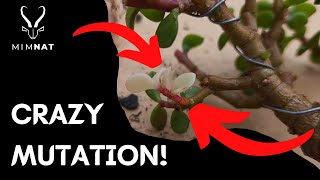 White leaf mutation on Portulacaria Afra  Spekboom  The bonsai process EP4 [upl. by Udell]