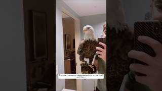 This man rescued an injured eagle lying on the road and then animalshorts shortvideo [upl. by Ader]