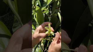 How to hand pollinate a Vanilla flower [upl. by Ardnekat126]