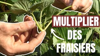 Tuto jardin  Comment démultiplier des fraisiers [upl. by Terri]