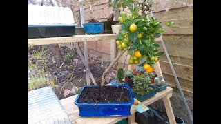 Calamondin orange tree from The Bonsai Dude [upl. by Alicec]