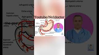 Blood Supply of stomach anatomy stomach bloodvessles veins artery shorts no1doctor mrcs [upl. by Nnyled]