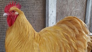 Buff Orpington Chickens  Dual Purpose Gold [upl. by Ballinger]