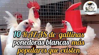 ¡Conoce los 10 tipos de gallinas ponedoras blancas más populares que existen en la actualidad [upl. by Airdnahs]