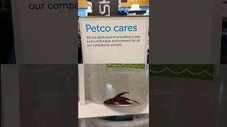 Petcos betta fish care standards [upl. by Hselin]