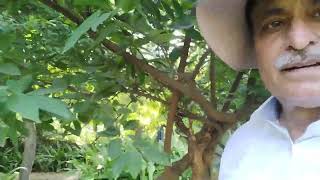 Sitafalcustard applesuger apple plantgardening herbalgarden india [upl. by Hannahsohs727]