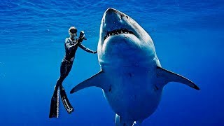 Freediving with Worlds Biggest Shark  Deep Blue [upl. by Eilime]