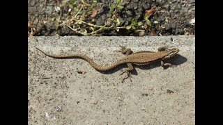 Lucertole  Lucertola muraiola Podarcis muralis  Wall lizard  Lagarto de pared  Lézard [upl. by Benedic231]