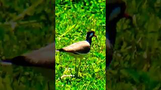 red wattled lapwing bird naturevideo birdsong birdsounds birdslover birds lapwing nature [upl. by Serafine476]