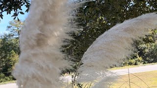 Pampas grass Cortaderia selloanaperennial grassPastelpaletteYT [upl. by Htiaf595]