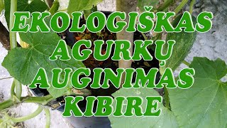 Ekologiškas agurkų auginimas kibire [upl. by Hummel]