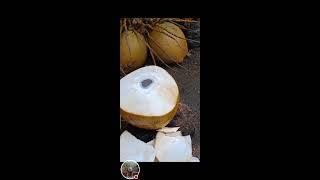 ASMR refreshing BUKO 🌴 Fresh buko juice 😍 [upl. by Shanan]