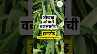 हाडजोड  Cissus quadrangularis  औषधी वनस्पती  Medicinal plant [upl. by Nodla]