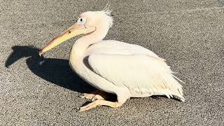 PINK PELICAN in PAPHOS HARBOUR in CYPRUS [upl. by Doty]