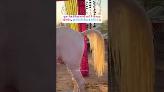 STALLION BADAL FROM PUNJAB nukhra royalmarwarihorses horse [upl. by Oicelem]