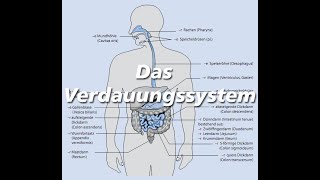 Das Verdauungssystem  Anatomische Begriffe [upl. by Amber]