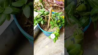 My balcony in sawan myplant indoorplants gardenflowerplants indoorgardening garden vlogger [upl. by Burwell204]