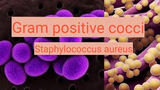 Staphylococcus aureus in urduhindi [upl. by Darwen]